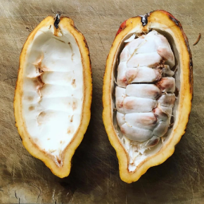 Île de la Réunion : Un cacao sauvage oublié