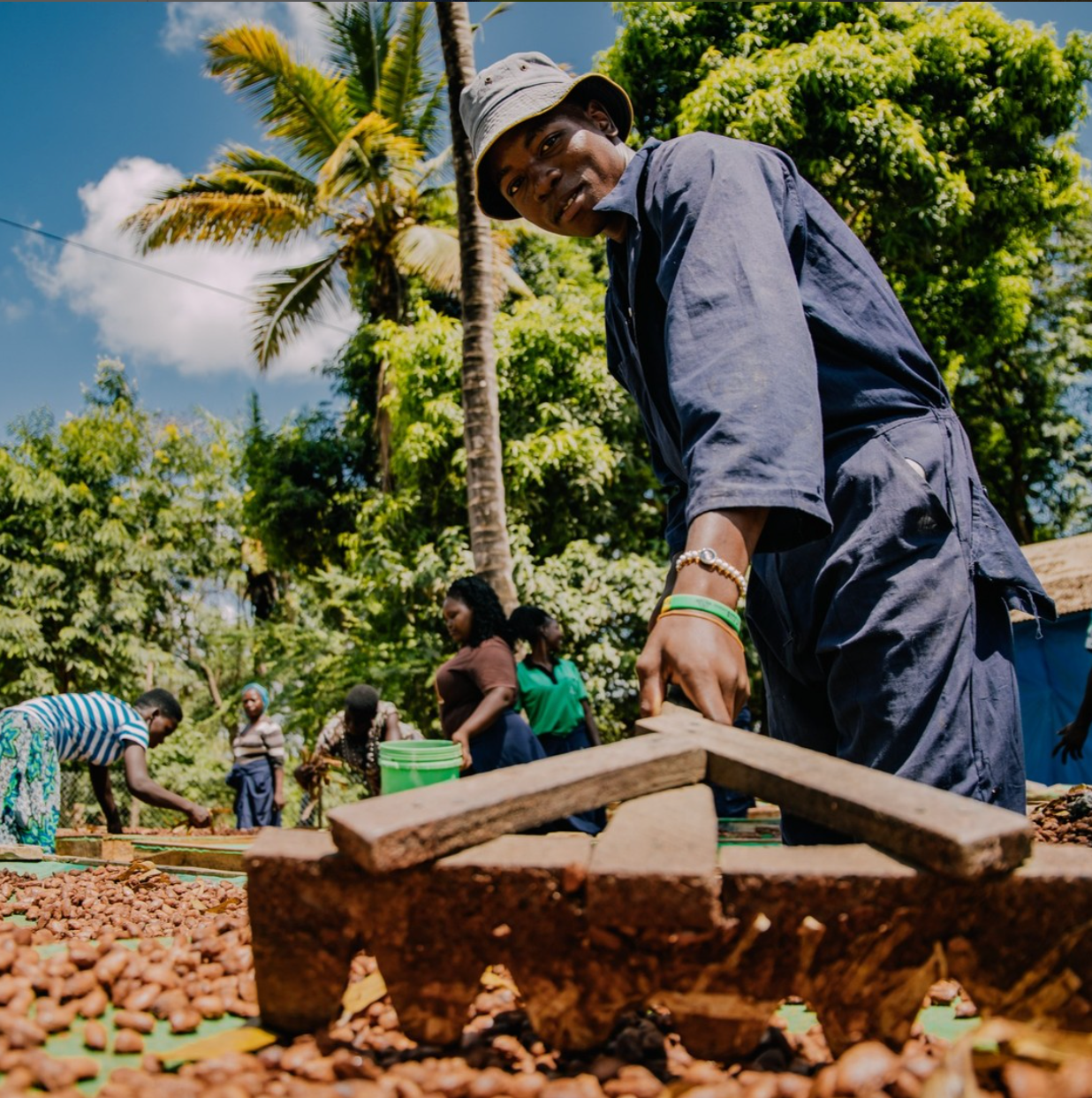 Kokoa Kamili : un cacao exceptionnel au cœur de la Tanzanie