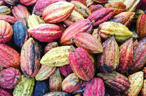 Cacao & sourcing