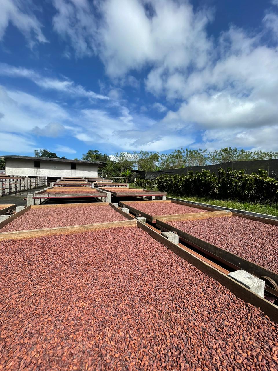 Honduras, Pico Bonito : un cacao unique aux notes fumées !