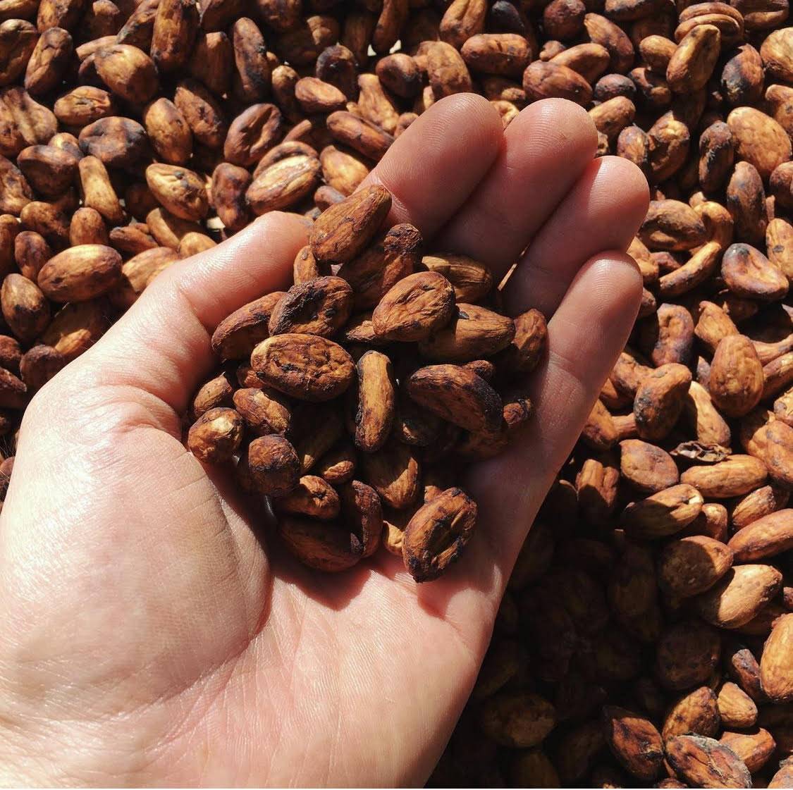 Qu'est ce qu'un cacao d'exception ?